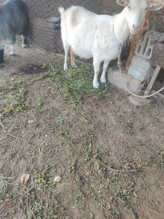 Занин зотли эчкилар сотилади.онаси ва 7 ойлик 2 та боласи