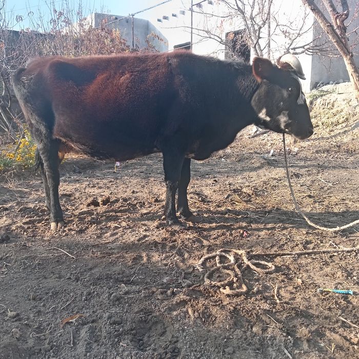 7 oylik bug'oz sigir sotiladi, uyni moli 100% sog'lom,I