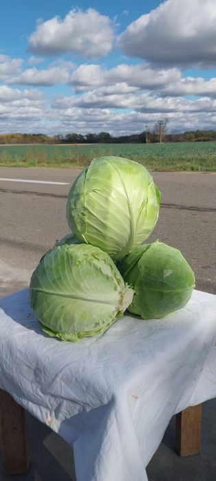 Varză de toamnă-Frunza subțire