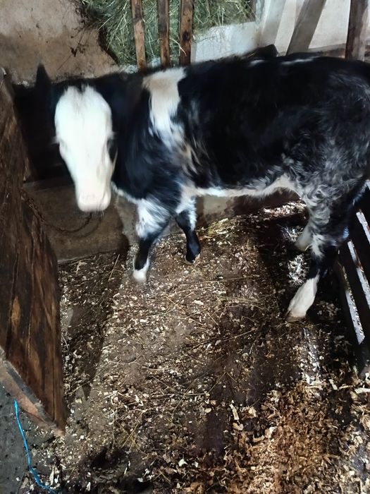 Vând vițică albastru belgian