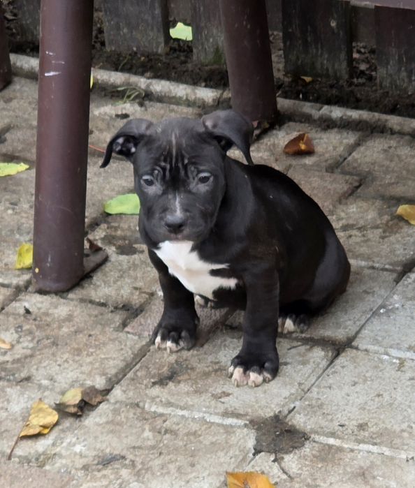 Amstaff rasă pură cu pedigree FCi