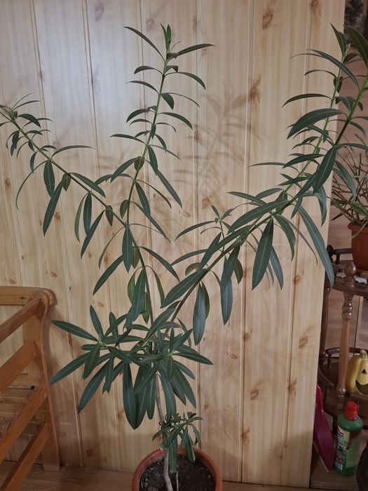 Flori diverse, ghiveci