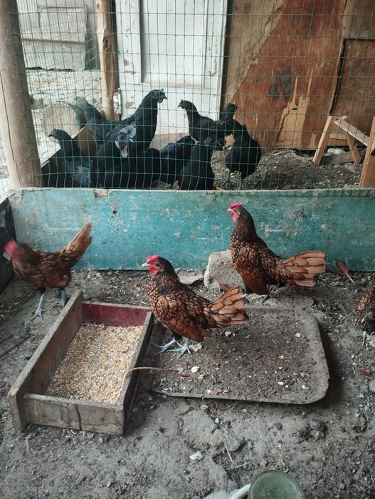 Золотой сбрайт хурозлари сотувда 4дона