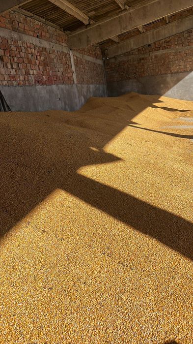 Porumb origine România, producție 2025, soiul KWS ! ! !