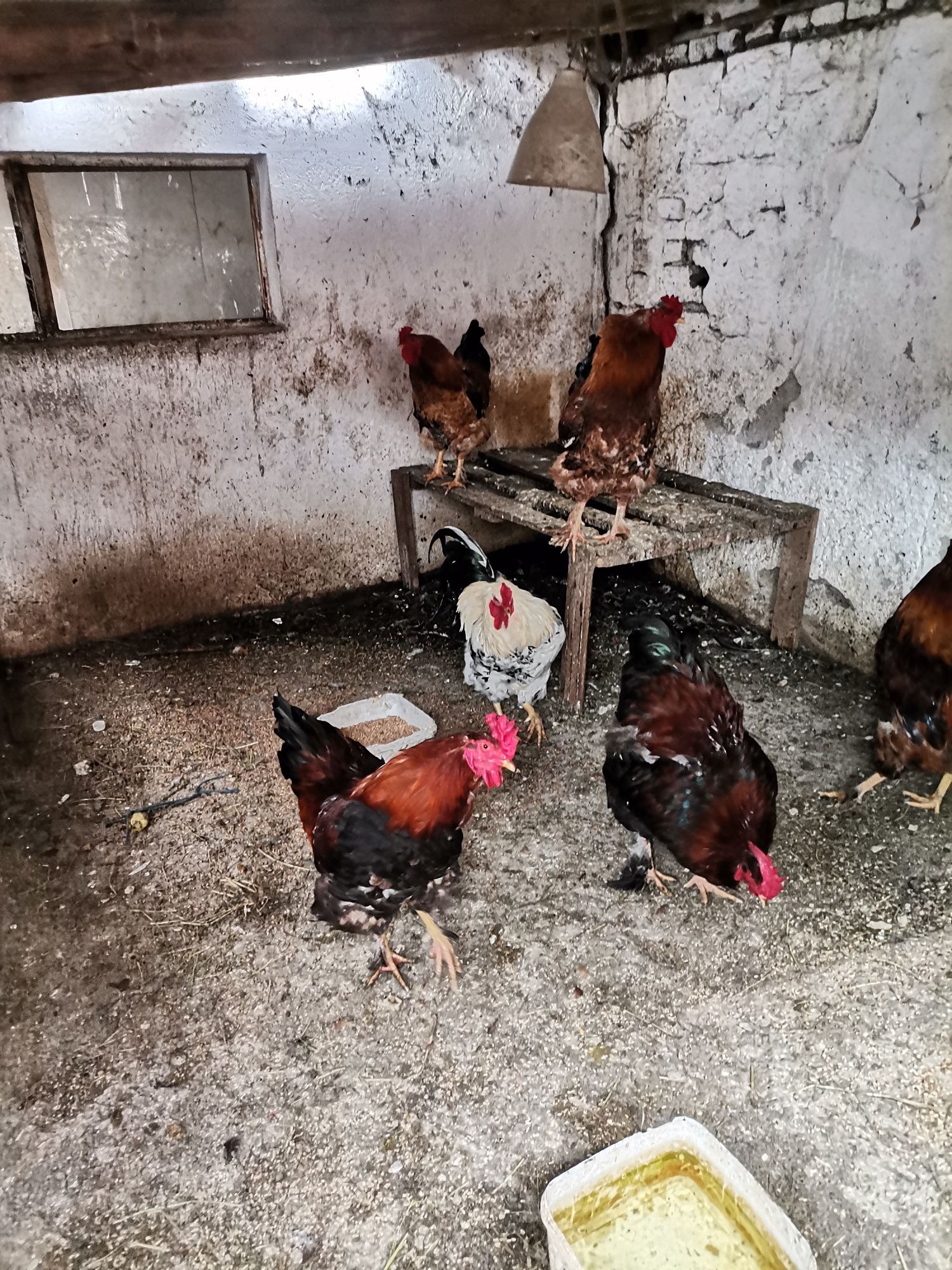Продаване на петли
