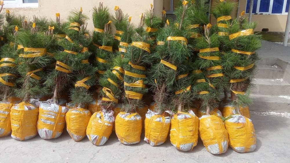 archa koʻchatlari bor