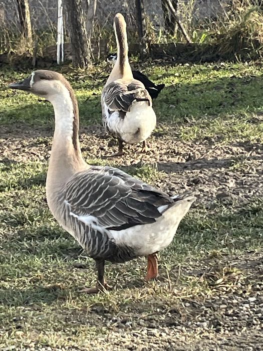 Gâște tinere de vânzare
