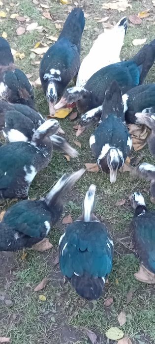 Porumbei jucători gălățeni / schimb și cu alte rase