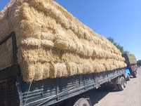 Продам солома ячменная