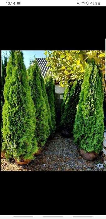 Tuia smarald spirale pon pon magnolia