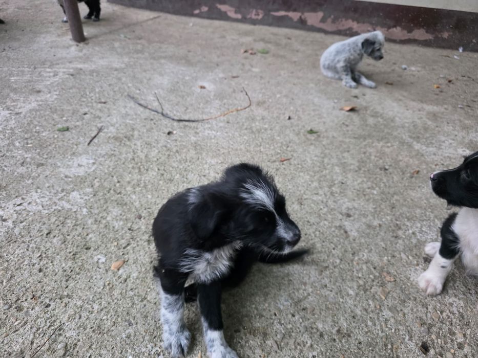 Cățeluși spre adopție, pui, de toate rasele