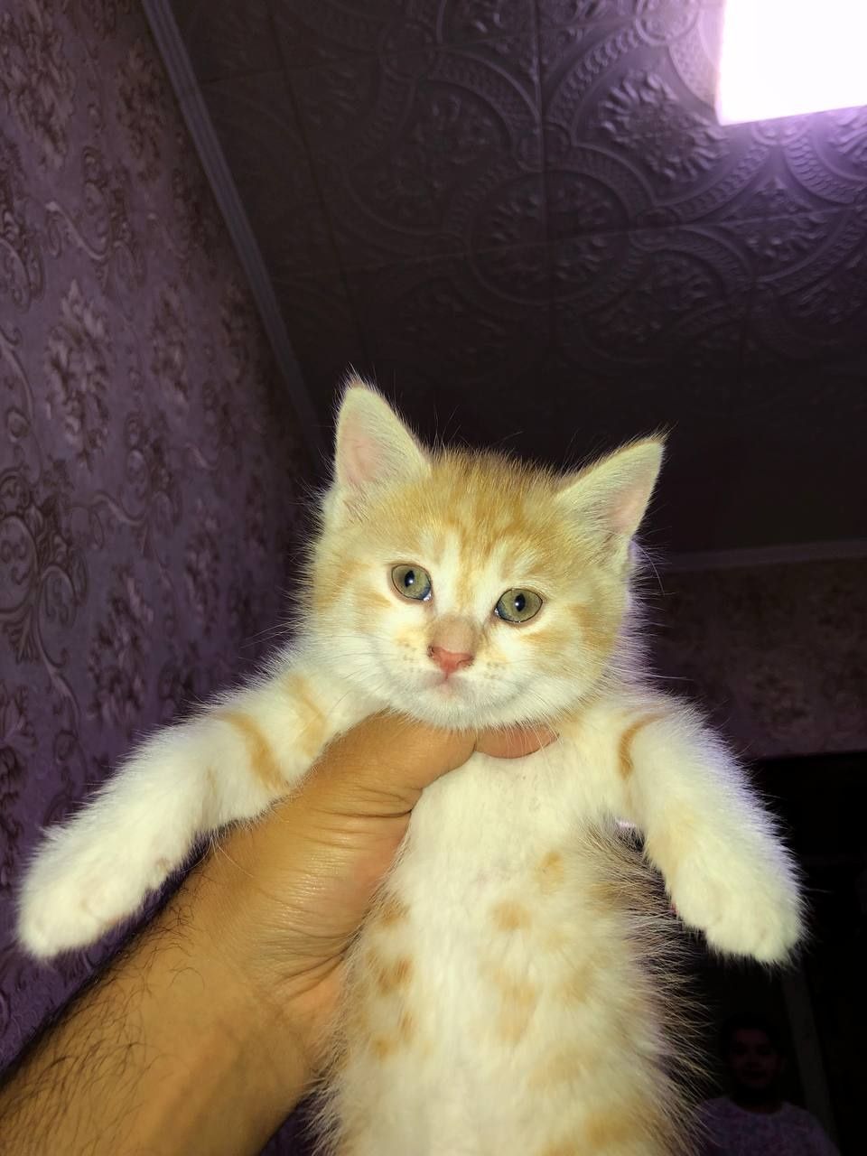 Zotdor mushuklar
