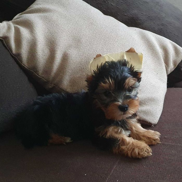 Продавам мини Йорки