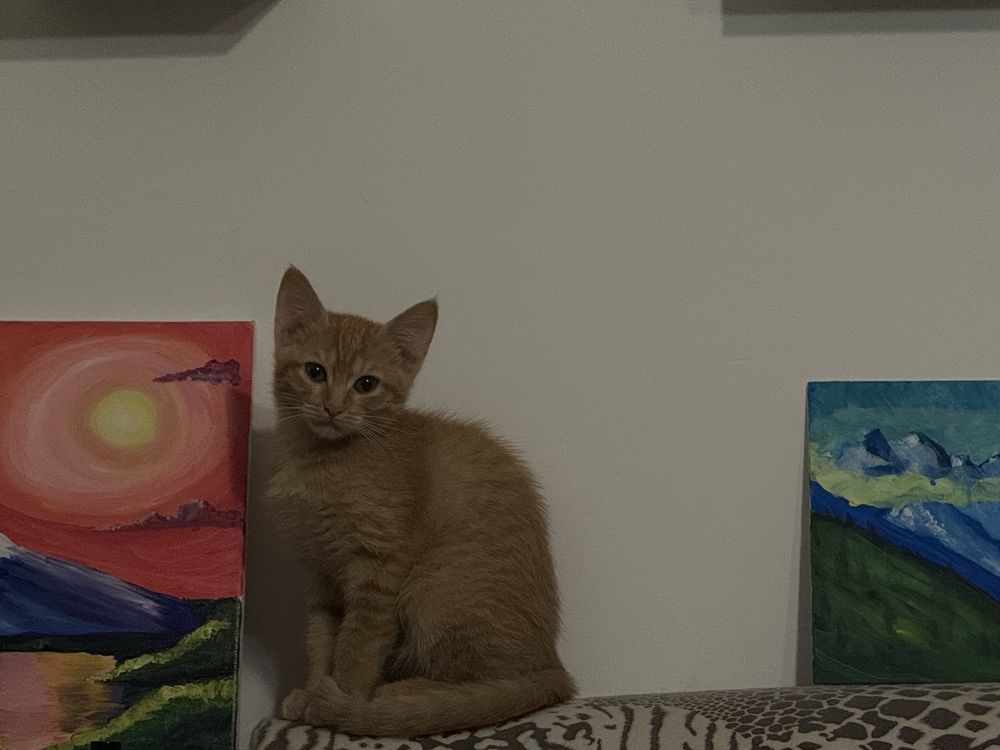 Котенок девочка рыжая