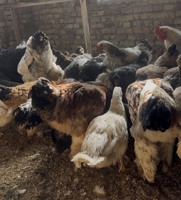 Товуклар сотилади