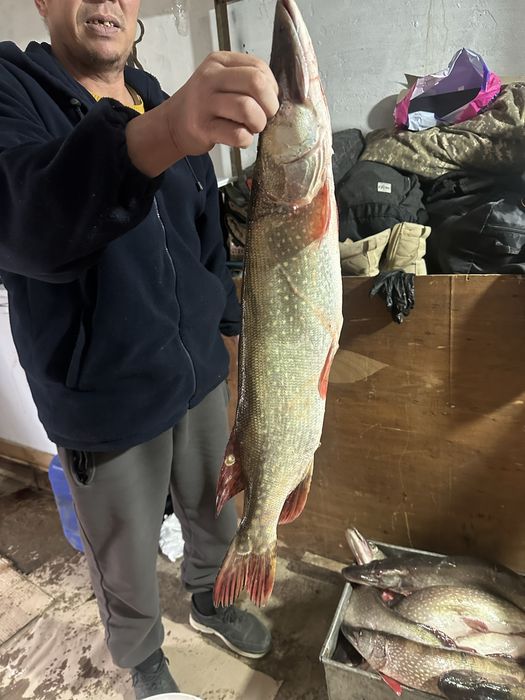 свежая шортан