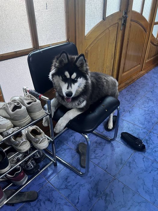 Продается Хаски Сибирская