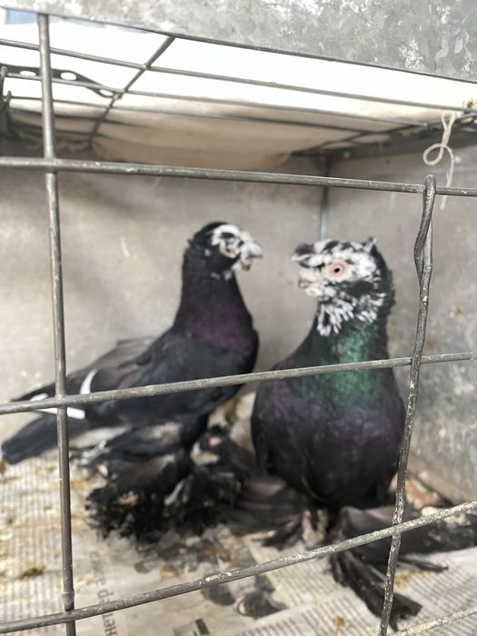 Старопородные на игру.