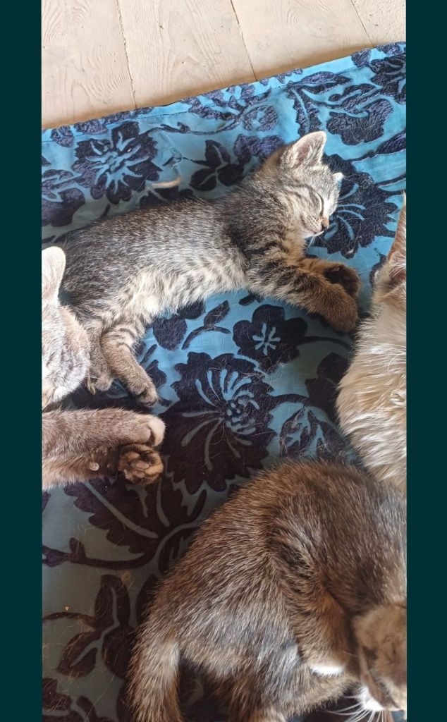 Отдам даром котят