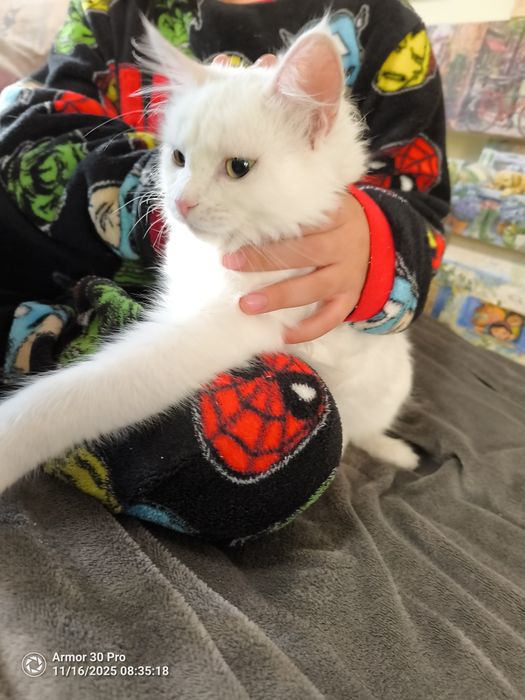 Подарявам коте с хигиенни навици