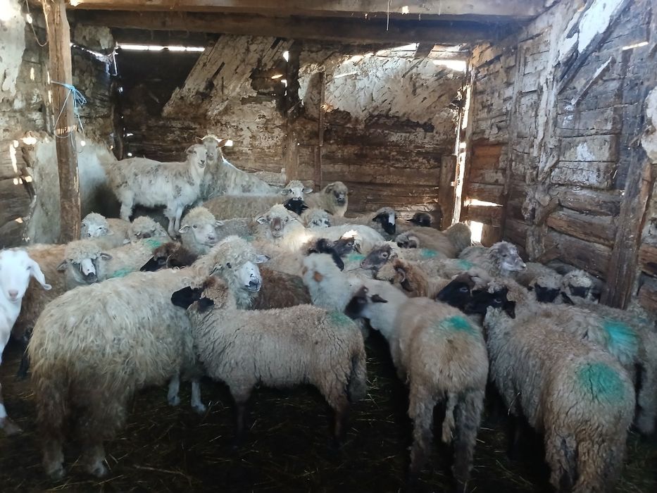 Oi de vânzare    și miei