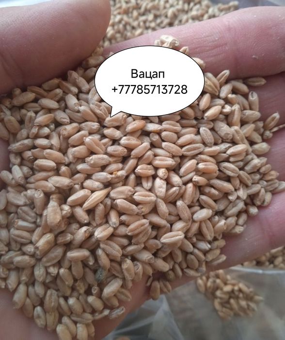 Зерно, ячмень кукуруза продам