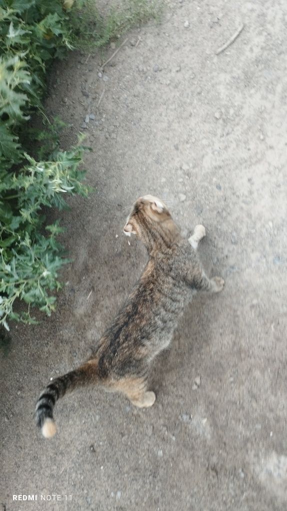 Мысык шотлантский