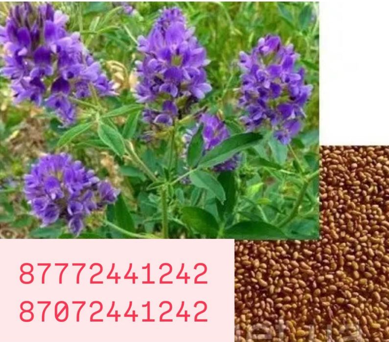 Семена люцерны Жонышка урыгы