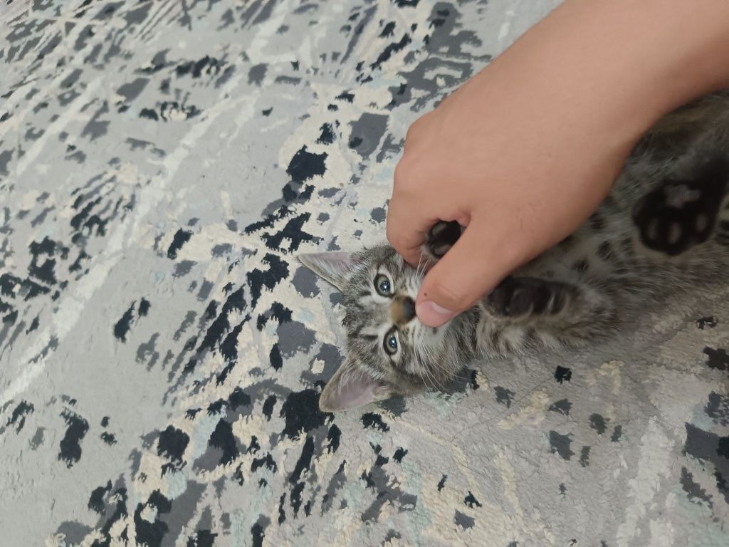 Домашние котята, мыргаулар