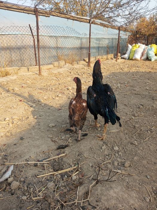 Dakan tovuq onasi bedana par tovuqdan chiqan