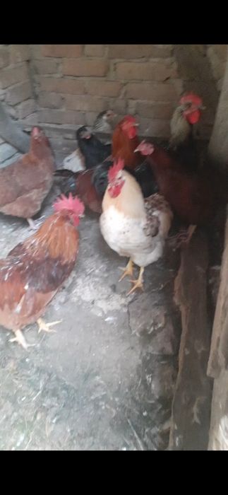 Vind cocoși tineri.