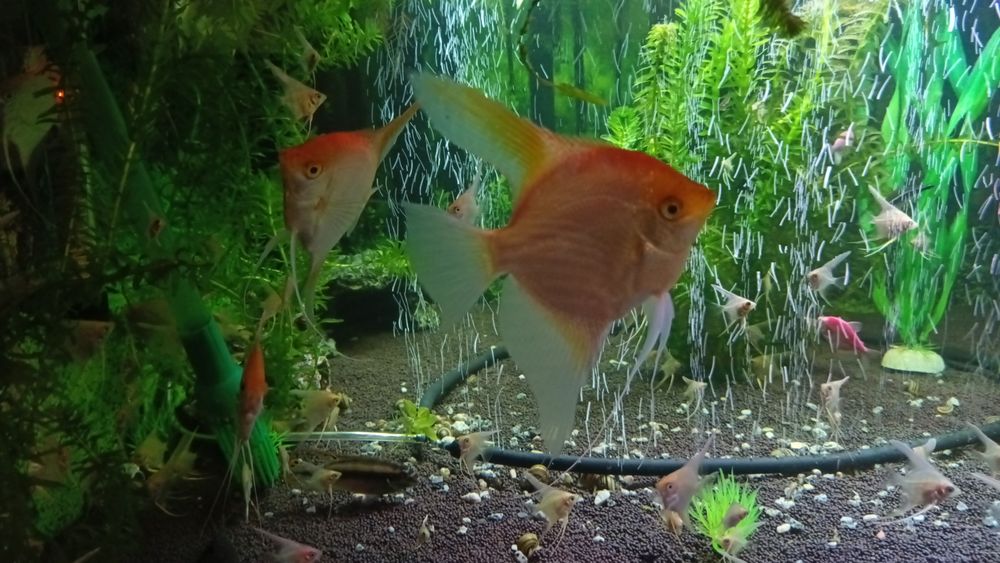 Продам скалярий и анциструсов