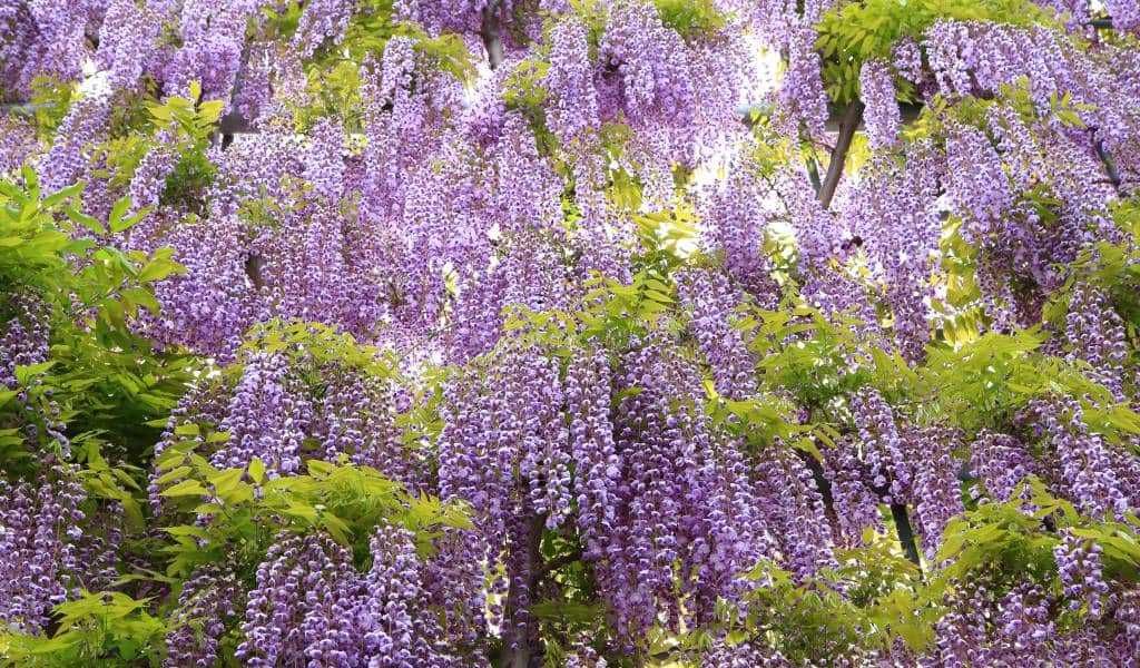 Mana Maicii Domnului parfumata Glicina wisteria