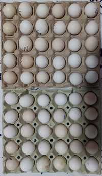 Ouă cochinchina pitic