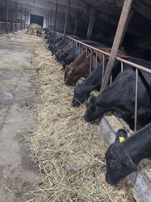 Vaci Angus cu certificate de origine inscrise in asociatie