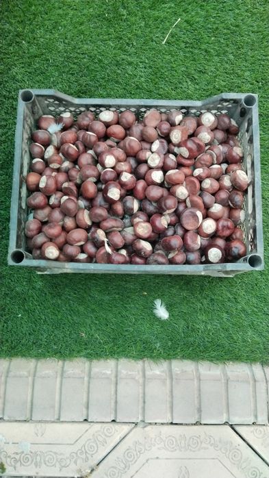 Продам каштан конский плоды