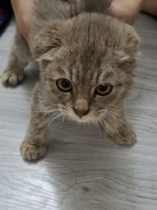 Продаётся котёнок