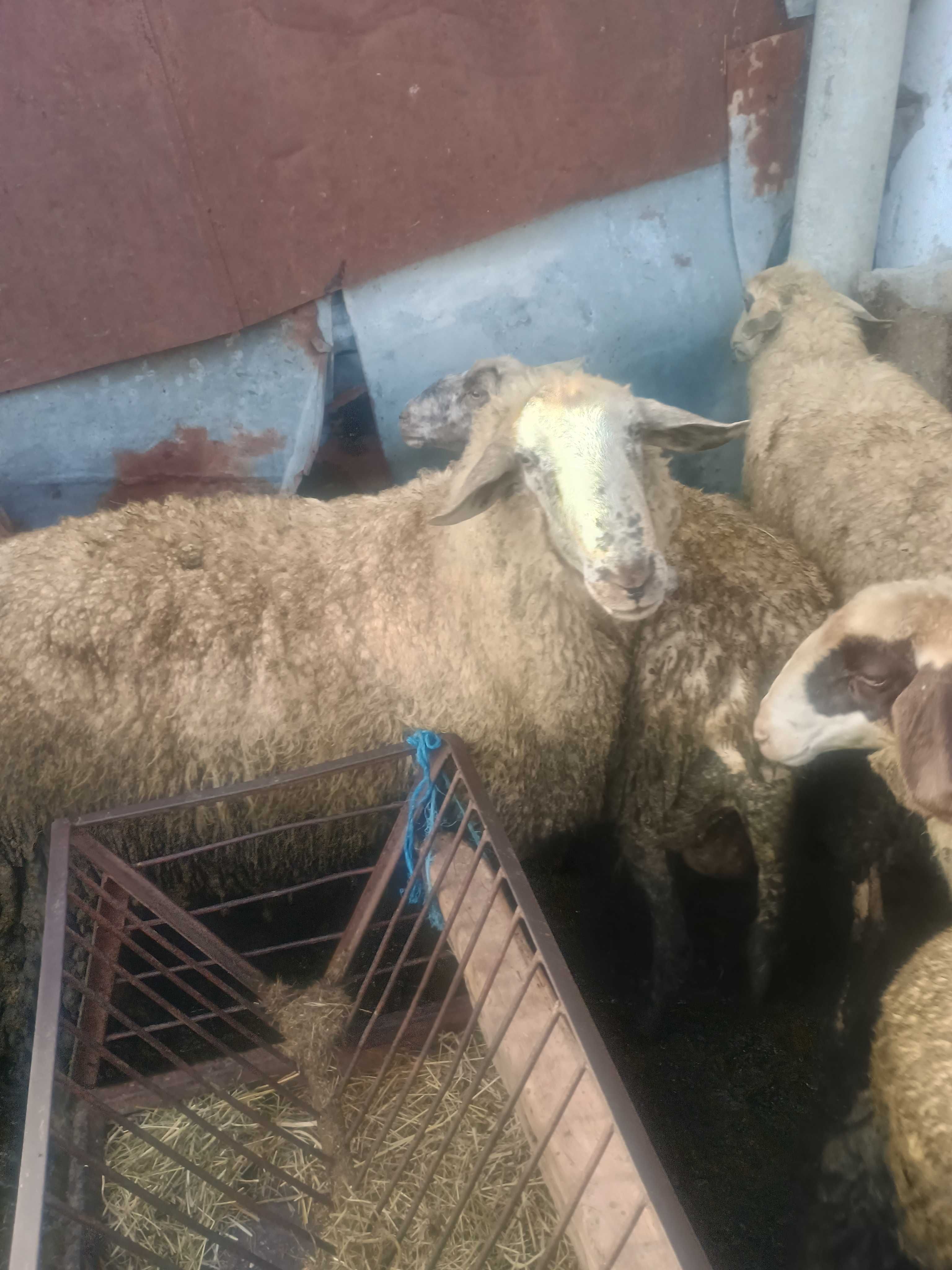 Продавам коч на две години