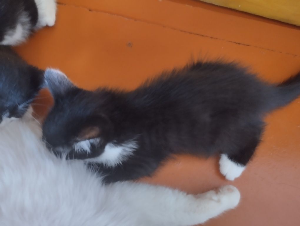 Продается котенки
