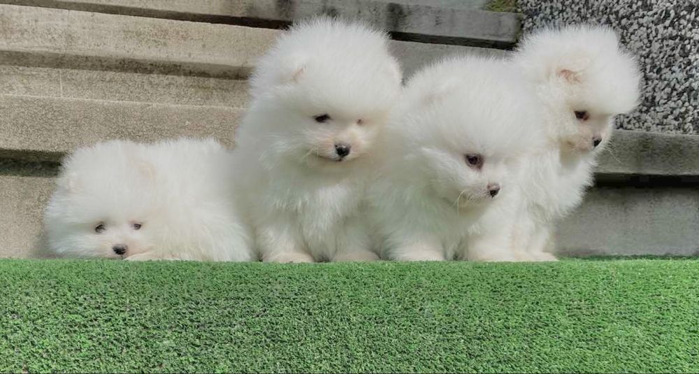 Померан померани мини