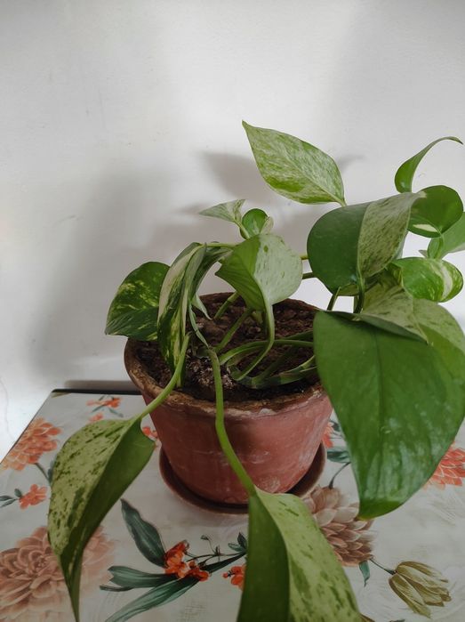 Эпипремнум золотистый