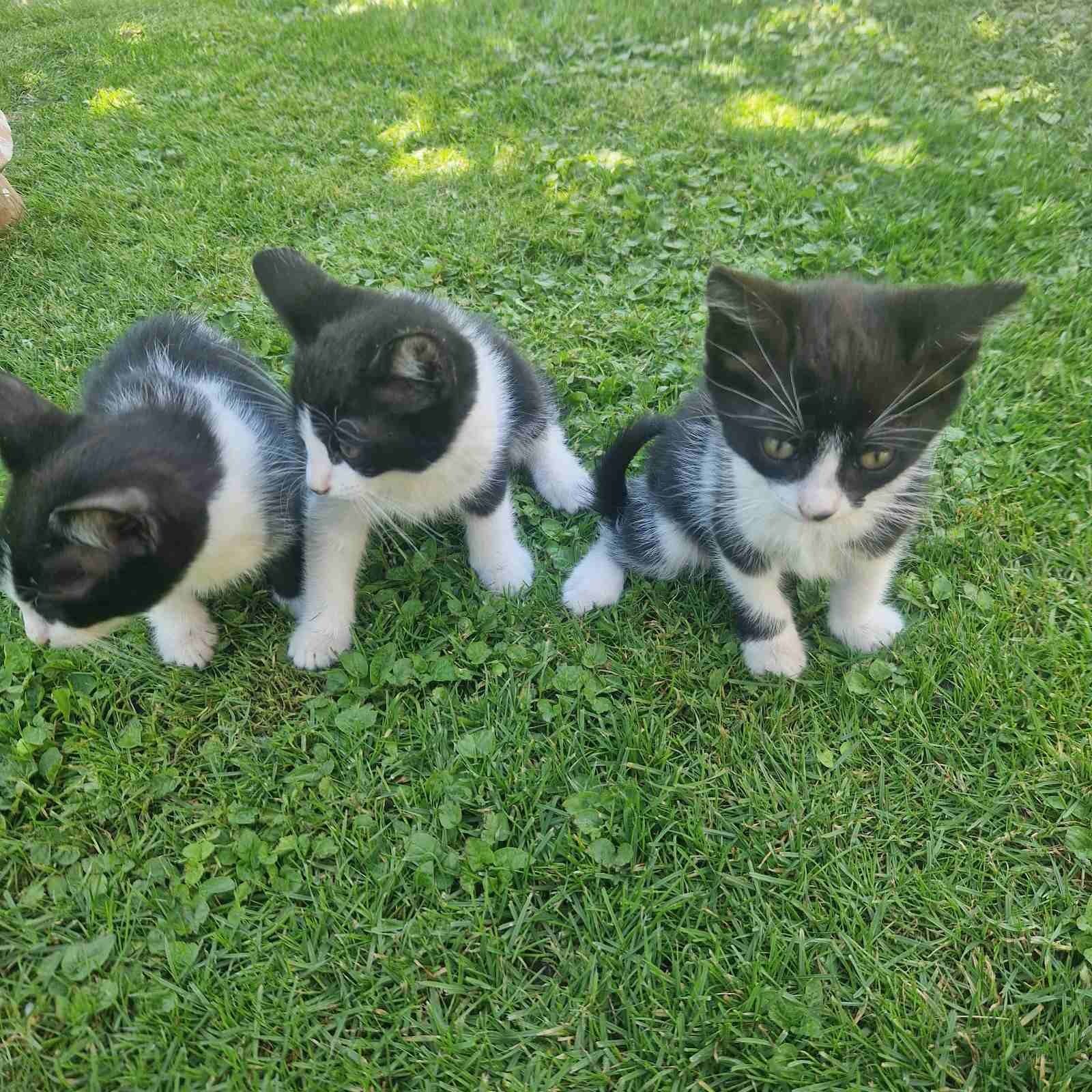 Подарявам Котенца