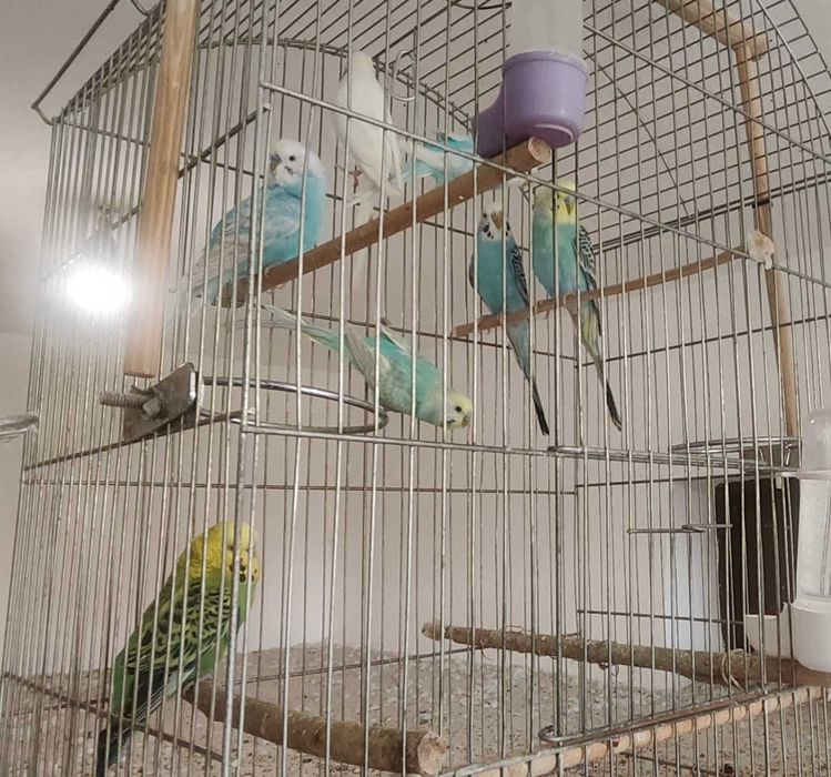 Вълнисти папагали и Корели