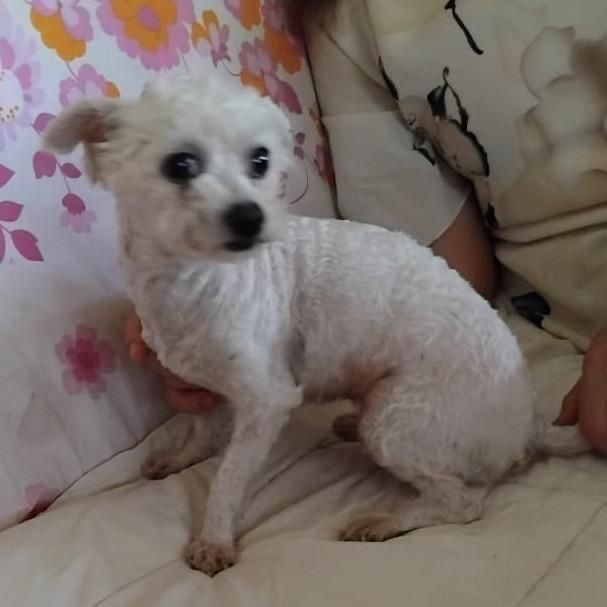 Metisi Bichon spre adoptie, gratuit