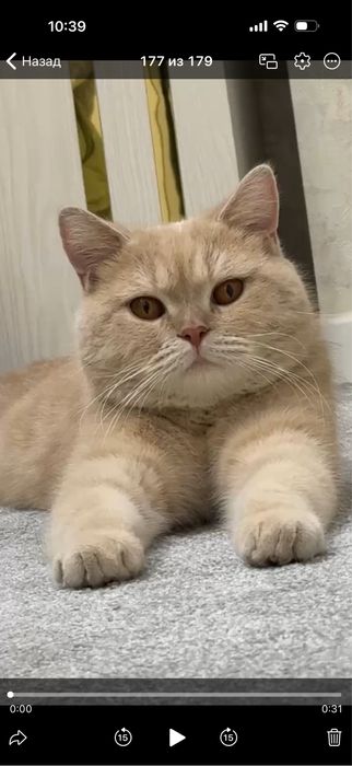 Britanskiy mushu sotiladi