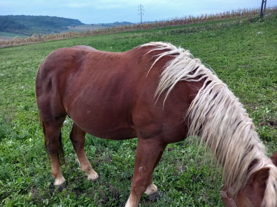 Cal de vanzare, de 2 ani jumate