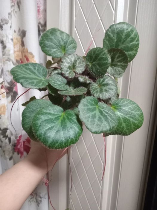 Продам  цветы разные, большие