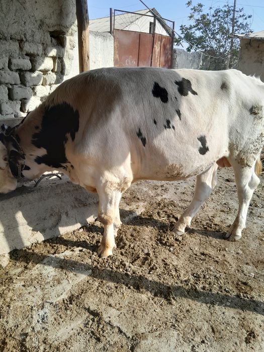 Парода Навос сотилади