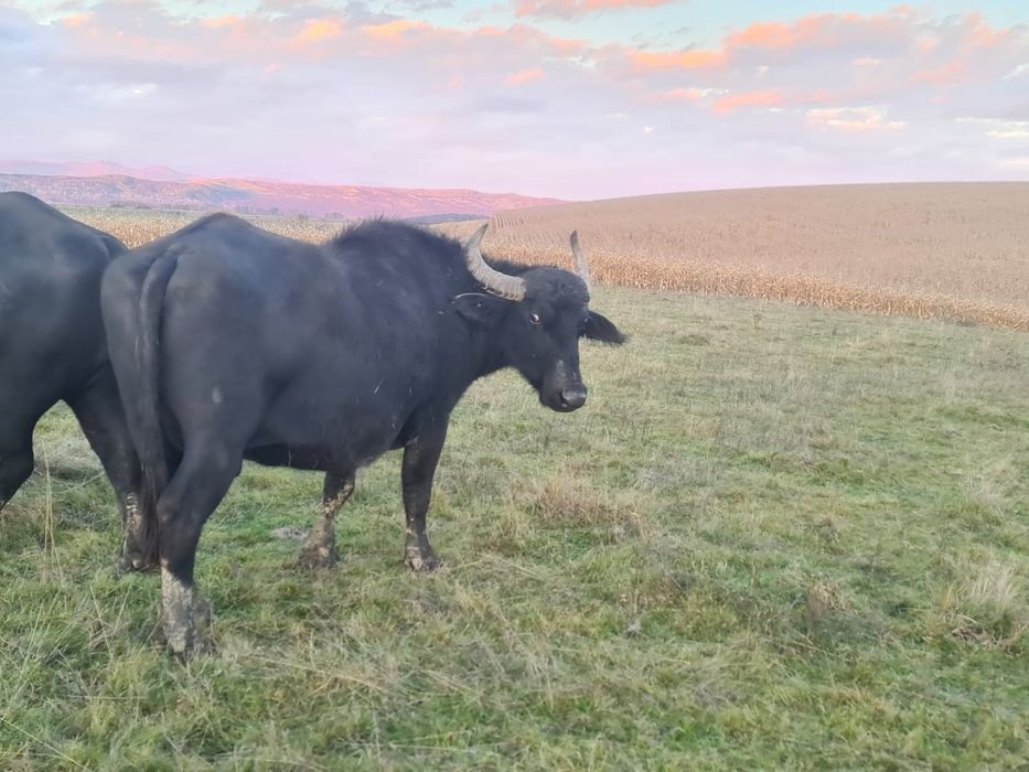 Bivolițe de vânzare și taur
