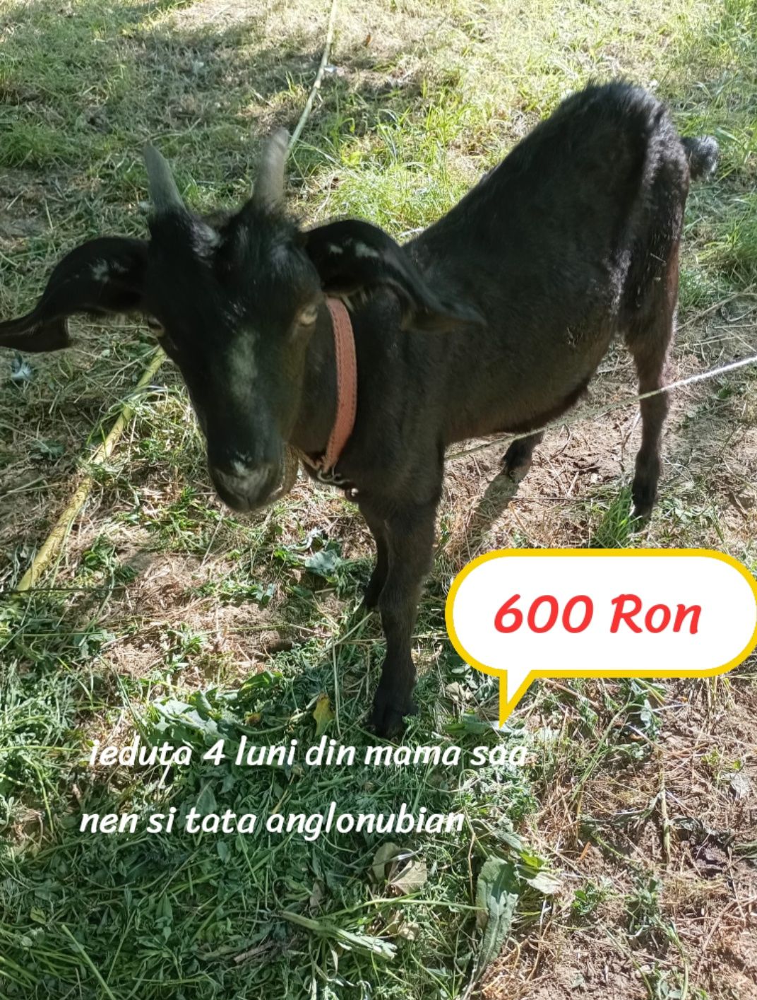 Țap, capră, ieduță,tocatoare